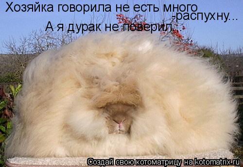 Хозяйка говорила не есть много -распухну... А я дурак не поверил...... Котоматрица: Хозяйка говорила не есть много -распухну... А я дурак не поверил...