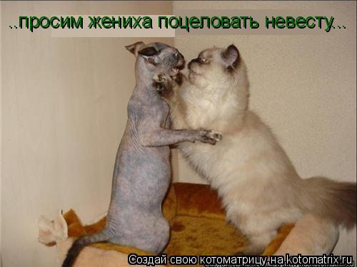 ..просим жениха поцеловать невесту...... Котоматрица: ..просим жениха поцеловать невесту...