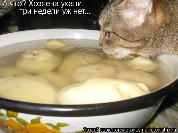 А что? Хозяева ухали. три недели уж нет...... Котоматрица: А что? Хозяева ухали. три недели уж нет...