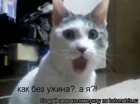 как без ужина?..а я?!... Котоматрица: как без ужина?..а я?!