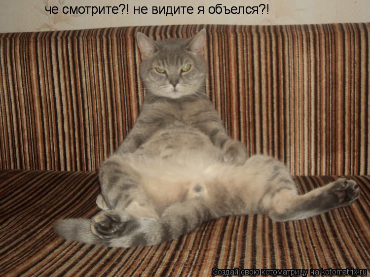 че смотрите?! не видите я объелся?! че смотрите?! не видите я объелся?!... Котоматрица: че смотрите?! не видите я объелся?! че смотрите?! не видите я объелся?!