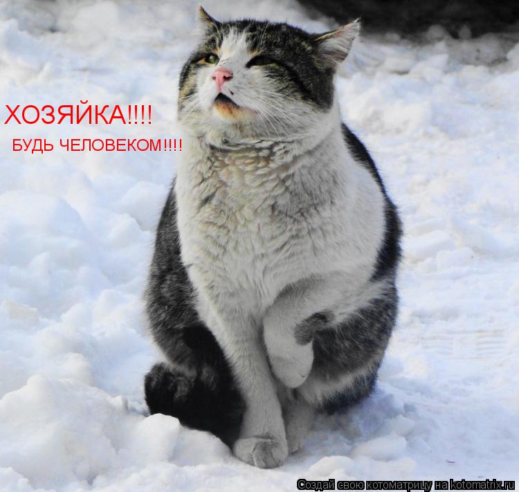 ХОЗЯЙКА!!!! БУДЬ ЧЕЛОВЕКОМ!!!!... Котоматрица: ХОЗЯЙКА!!!! БУДЬ ЧЕЛОВЕКОМ!!!!