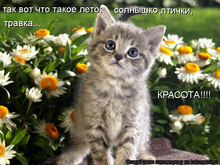 так вот что такое лето: солнышко ,птички, травка... КРАСОТА!!!!... Котоматрица: так вот что такое лето: солнышко ,птички, травка... КРАСОТА!!!!