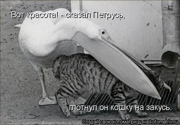Вот красота! - сказал Петрусь, глотнул он кошку на закусь.... Котоматрица: Вот красота! - сказал Петрусь, глотнул он кошку на закусь.