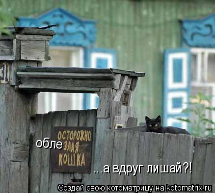 обле ...а вдруг лишай?!... Котоматрица: обле ...а вдруг лишай?!