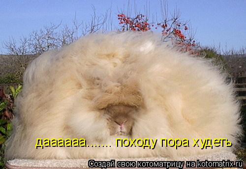 даааааа....... походу пора худеть... Котоматрица: даааааа....... походу пора худеть