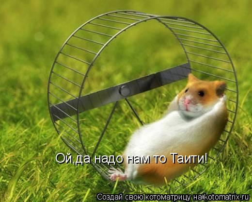 Ой,да надо нам то Таити!... Котоматрица: Ой,да надо нам то Таити!