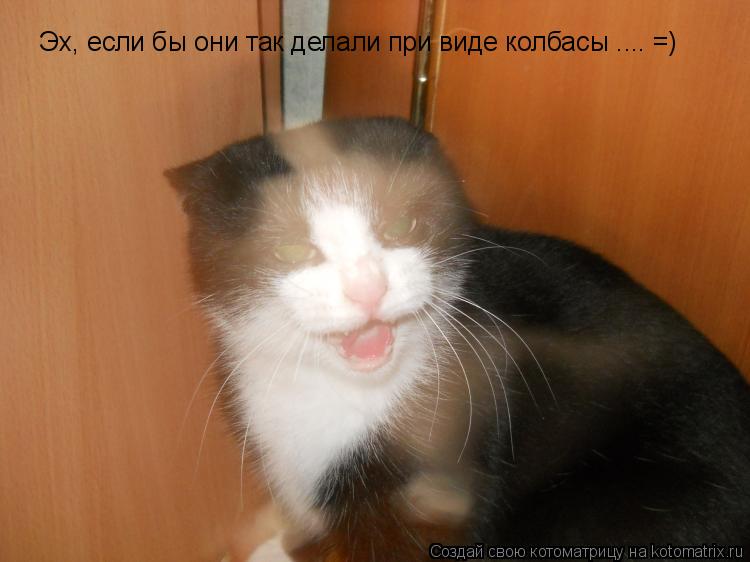 Эх, если бы они так делали при виде колбасы .... =)... Котоматрица: Эх, если бы они так делали при виде колбасы .... =)