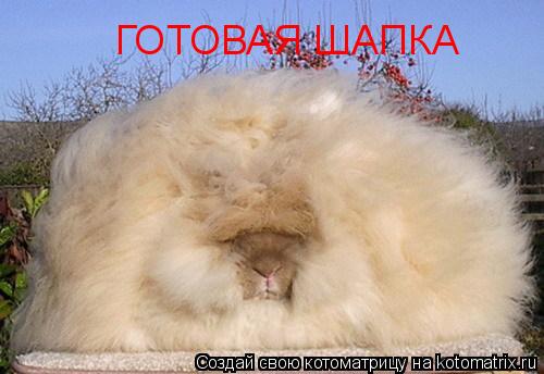 ГОТОВАЯ ШАПКА... Котоматрица: ГОТОВАЯ ШАПКА