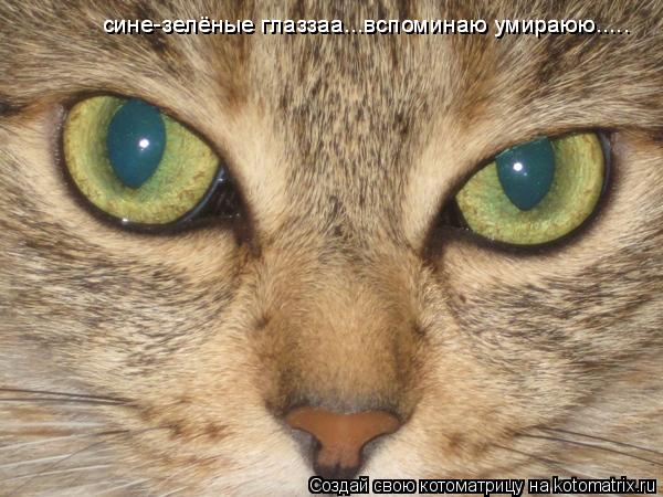 сине-зелёные глаззаа...вспоминаю умираюю..... сине-зелёные глаззаа...вспоминаю умираюю........ Котоматрица: сине-зелёные глаззаа...вспоминаю умираюю..... сине-зелёные глаззаа...вспоминаю умираюю.....