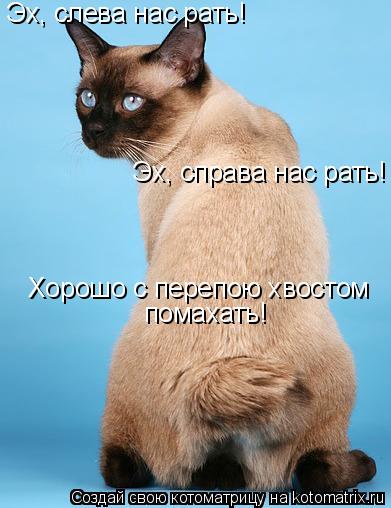 Эх, слева нас рать! Эх, справа нас рать! Хорошо с перепою хвостом помахать!... Котоматрица: Эх, слева нас рать! Эх, справа нас рать! Хорошо с перепою хвостом помахать!