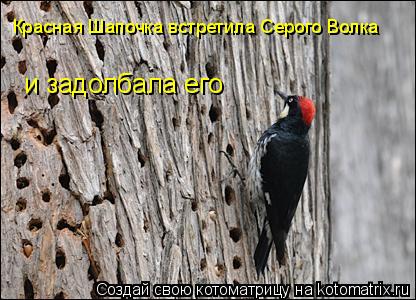 Красная Шапочка встретила Серого Волка и задолбала его... Котоматрица: Красная Шапочка встретила Серого Волка и задолбала его