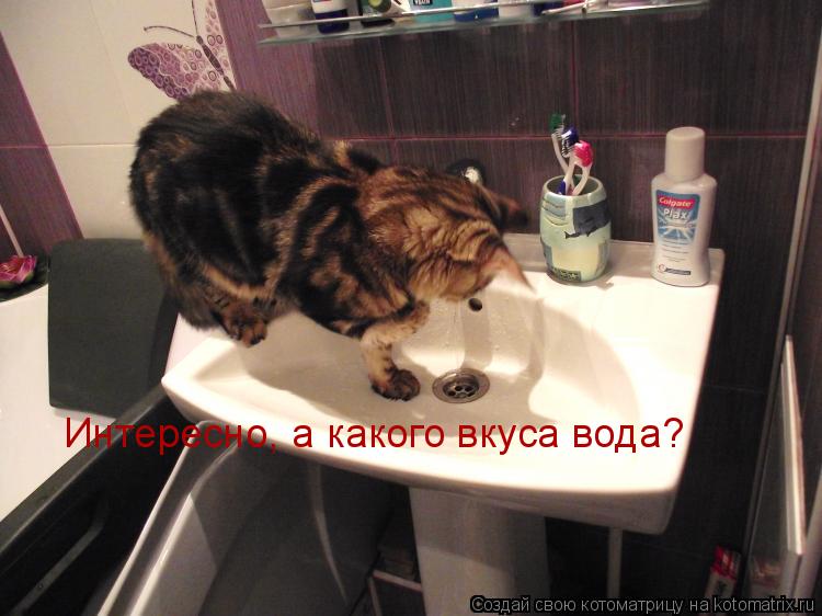 Интересно, а какого вкуса вода?... Котоматрица: Интересно, а какого вкуса вода?