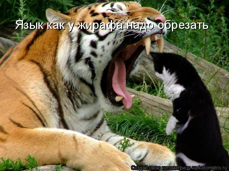 Язык как у жирафа надо обрезать... Котоматрица: Язык как у жирафа надо обрезать