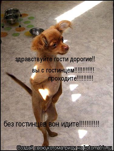 здравствуйте гости дорогие!! вы с гостинцем!!!!!!!!!!!! проходите!!!!!!!!!! без гостинцев вон идите!!... Котоматрица: здравствуйте гости дорогие!! вы с гостинцем!!!!!!!!!!!! проходите!!!!!!!!!! без гостинцев вон идите!!!!!!!!!!!