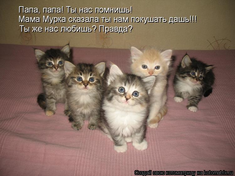 Мама Мурка сказала ты нам покушать дашь!!! Ты же нас любишь? Правда? Папа, папа! Ты нас помнишь!... Котоматрица: Мама Мурка сказала ты нам покушать дашь!!! Ты же нас любишь? Правда? Папа, папа! Ты нас помнишь!