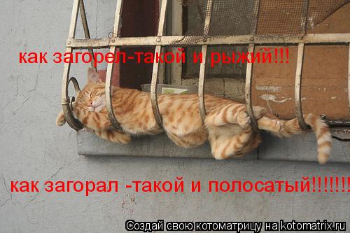 как загорел-такой и рыжий!!! как загорал -такой и полосатый!!!!!!!!!!!!... Котоматрица: как загорел-такой и рыжий!!! как загорал -такой и полосатый!!!!!!!!!!!!
