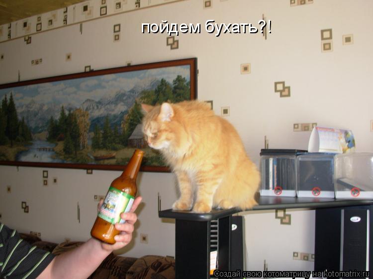 пойдем бухать?!... Котоматрица: пойдем бухать?!