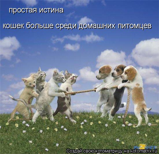 простая истина кошек больше среди домашних питомцев... Котоматрица: простая истина кошек больше среди домашних питомцев