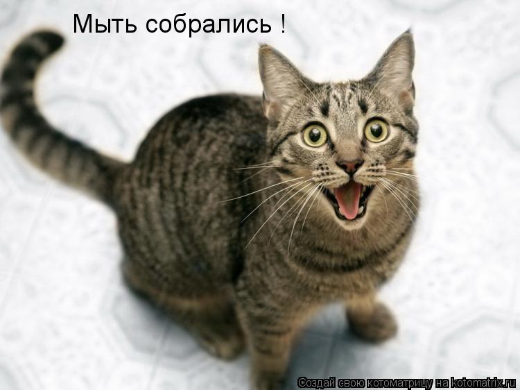 Мыть собрались !... Котоматрица: Мыть собрались !