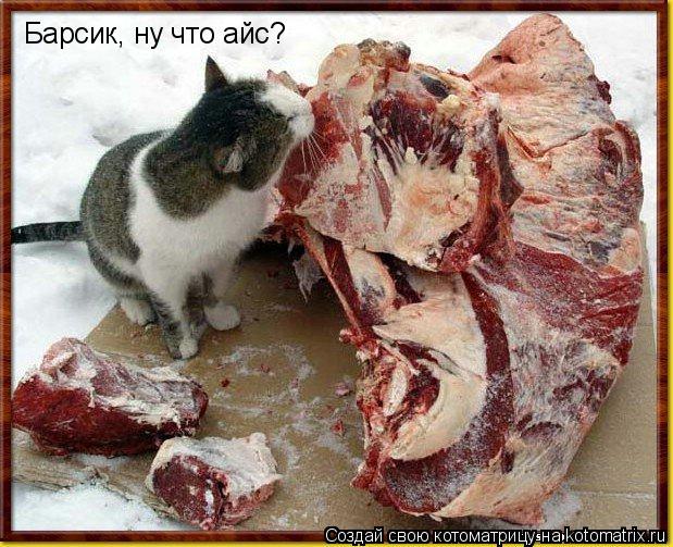 Барсик, ну что айс?... Котоматрица: Барсик, ну что айс?