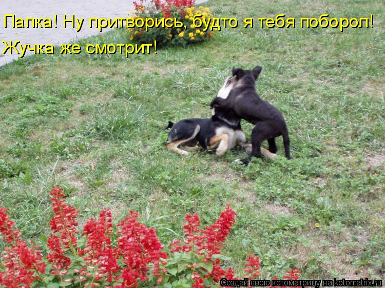 Папка! Ну притворись, будто я тебя поборол! Жучка же смотрит!... Котоматрица: Папка! Ну притворись, будто я тебя поборол! Жучка же смотрит!