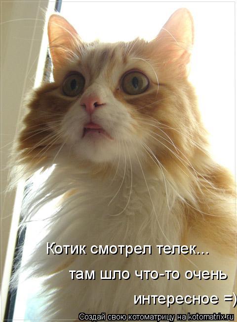Котик смотрел телек... там шло что-то очень интересное =)... Котоматрица: Котик смотрел телек... там шло что-то очень интересное =)