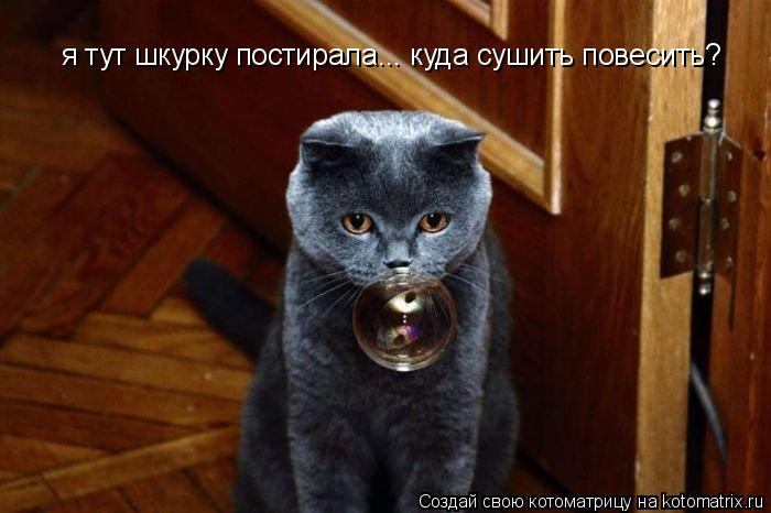 я тут шкурку постирала... куда сушить повесить? я тут шкурку постирала... куда сушить повесить?... Котоматрица: я тут шкурку постирала... куда сушить повесить? я тут шкурку постирала... куда сушить повесить?