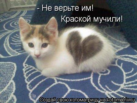 - Не верьте им! Краской мучили!... Котоматрица: - Не верьте им! Краской мучили!