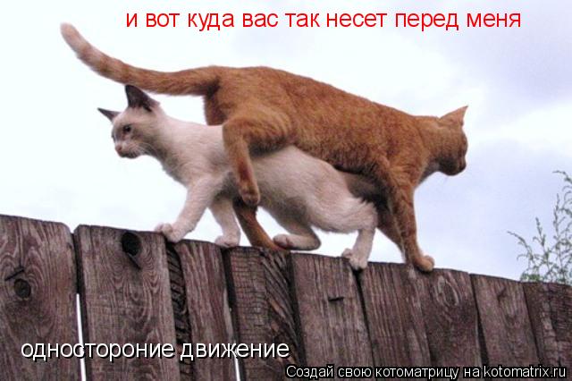 одностороние движение и вот куда вас так несет перед меня... Котоматрица: одностороние движение и вот куда вас так несет перед меня