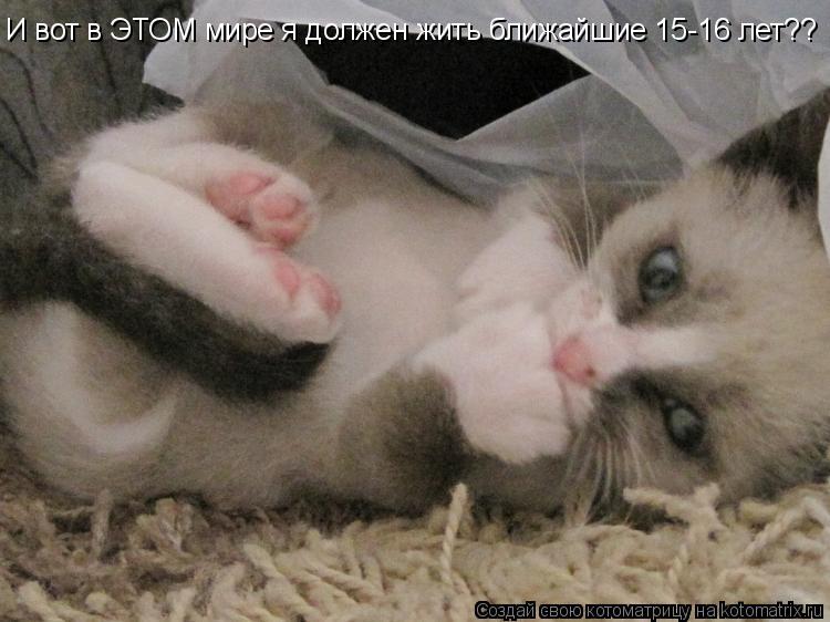 И вот в ЭТОМ мире я должен жить ближайшие 15-16 лет??... Котоматрица: И вот в ЭТОМ мире я должен жить ближайшие 15-16 лет??