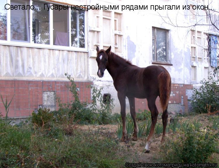 Светало... Гусары нестройными рядами прыгали из окон...... Котоматрица: Светало... Гусары нестройными рядами прыгали из окон...
