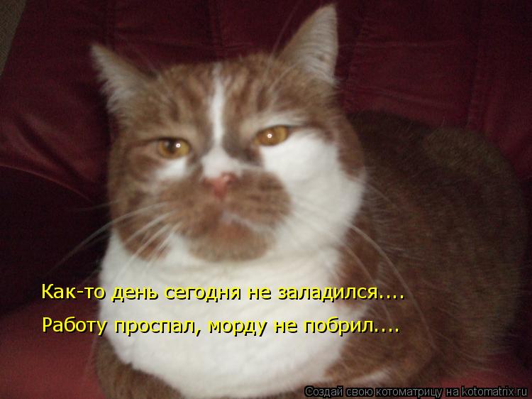 Как-то день сегодня не заладился.... Работу проспал, морду не побрил....... Котоматрица: Как-то день сегодня не заладился.... Работу проспал, морду не побрил....