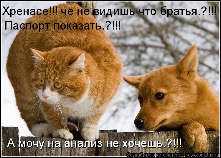 Хренасе!!! че не видишь что братья.?!!! Паспорт показать.?!!! А мочу на анализ не хочешь.?!!!... Котоматрица: Хренасе!!! че не видишь что братья.?!!! Паспорт показать.?!!! А мочу на анализ не хочешь.?!!!