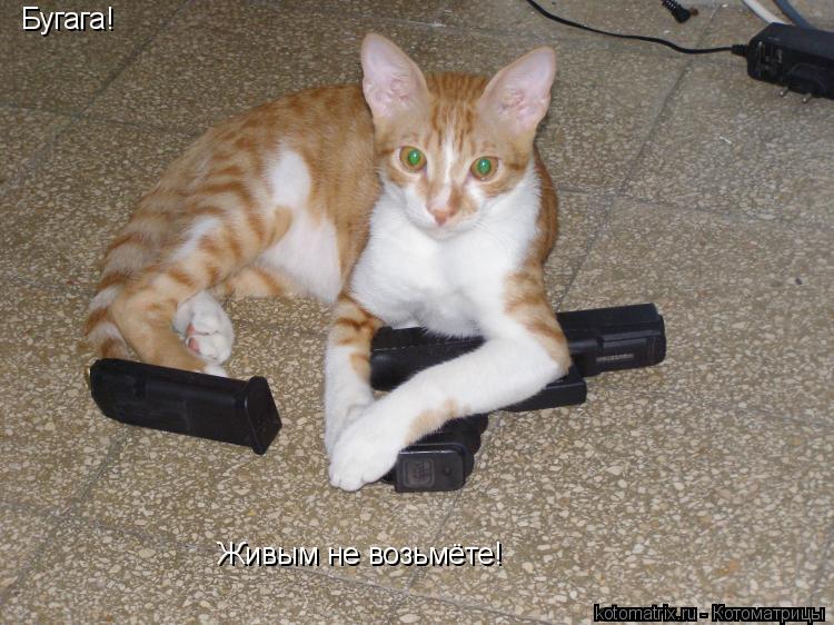 Бугага! Живым не возьмёте!... Котоматрица: Бугага! Живым не возьмёте!