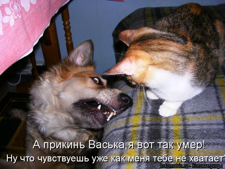 А прикинь Васька,я вот так умер! Ну что чувствуешь уже как меня тебе не хватает?... Котоматрица: А прикинь Васька,я вот так умер! Ну что чувствуешь уже как меня тебе не хватает?