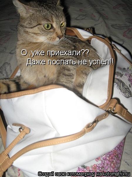 О ,уже приехали?? Даже поспать не успел!!... Котоматрица: О ,уже приехали?? Даже поспать не успел!!