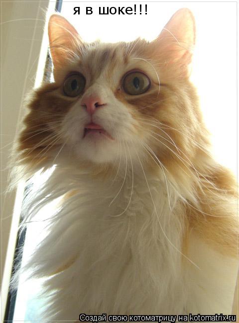 я в шоке!!!... Котоматрица: я в шоке!!!