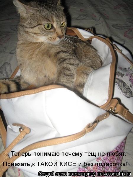 Теперь понимаю почему тёщ не любят. Приехать,к ТАКОЙ КИСЕ и без подарочка!... Котоматрица: Теперь понимаю почему тёщ не любят. Приехать,к ТАКОЙ КИСЕ и без подарочка!