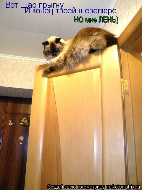 Вот Щас прыгну И конец твоей шевелюре НО мне ЛЕНЬ)... Котоматрица: Вот Щас прыгну И конец твоей шевелюре НО мне ЛЕНЬ)