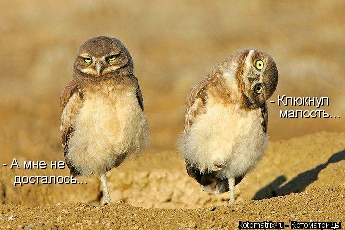 - Клюкнул малость... - А мне не досталось...... Котоматрица: - Клюкнул малость... - А мне не досталось...