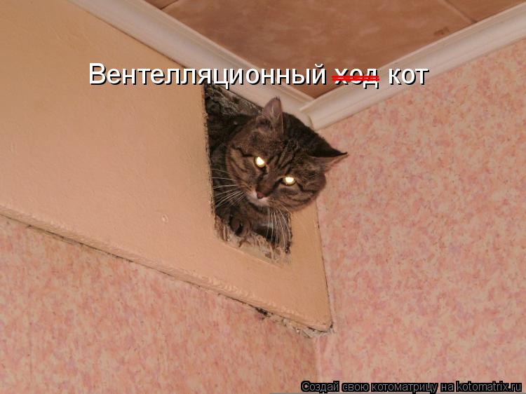 Вентелляционный ход кот ___ ___... Котоматрица: Вентелляционный ход кот ___ ___