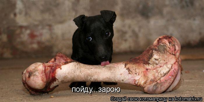пойду...зарою... Котоматрица: пойду...зарою