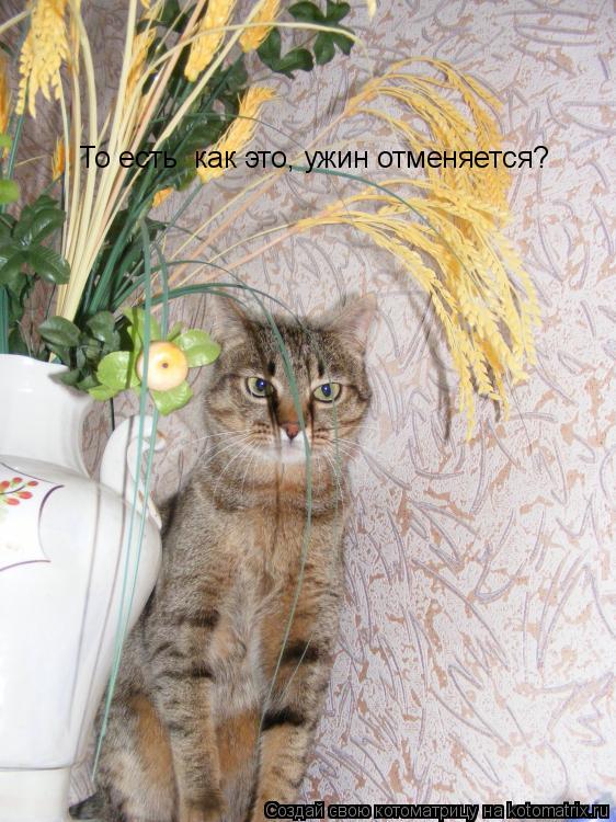 То есть как это, ужин отменяется?... Котоматрица: То есть как это, ужин отменяется?