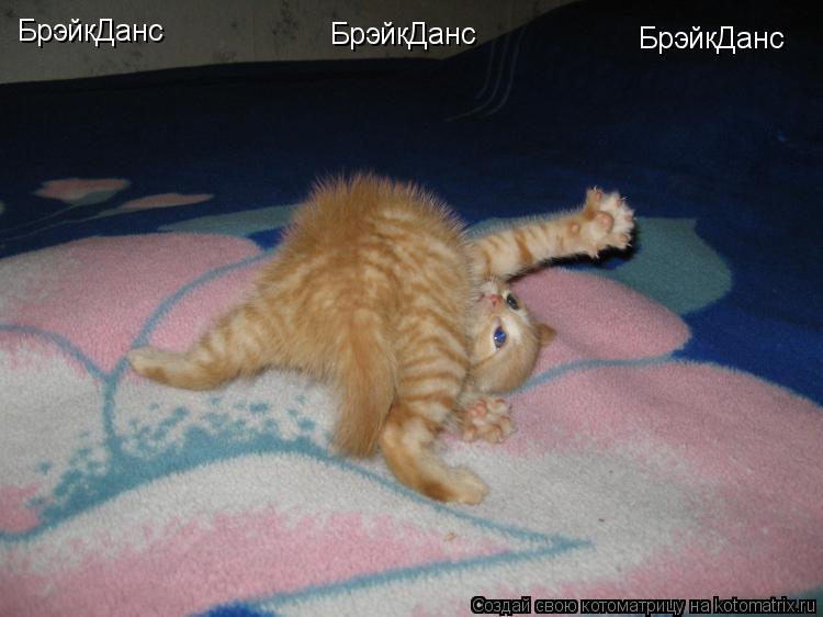 БрэйкДанс БрэйкДанс БрэйкДанс... Котоматрица: БрэйкДанс БрэйкДанс БрэйкДанс