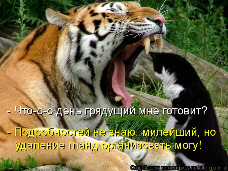 - Подробностей не знаю, милейший, но удаление гланд организовать могу! - Что-о-о день грядущий мне го... Котоматрица: - Подробностей не знаю, милейший, но удаление гланд организовать могу! - Что-о-о день грядущий мне готовит?