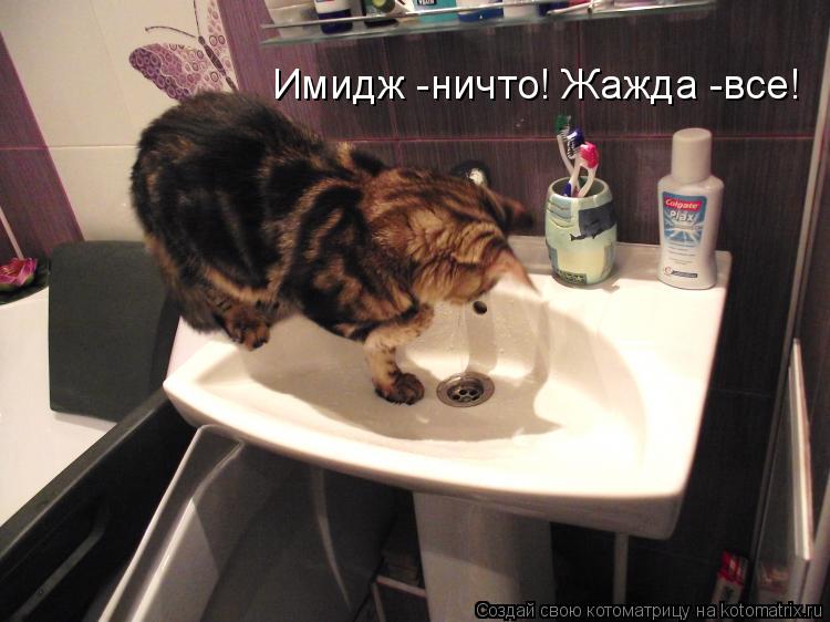 Имидж -ничто! Жажда -все!... Котоматрица: Имидж -ничто! Жажда -все!