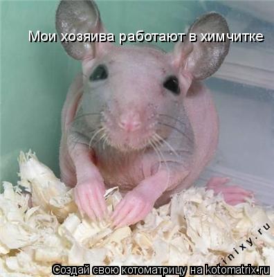 Мои хозяива работают в химчитке... Котоматрица: Мои хозяива работают в химчитке