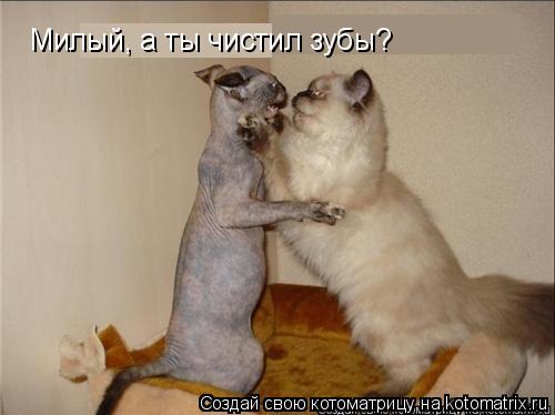 Милый, а ты чистил зубы?... Котоматрица: Милый, а ты чистил зубы?