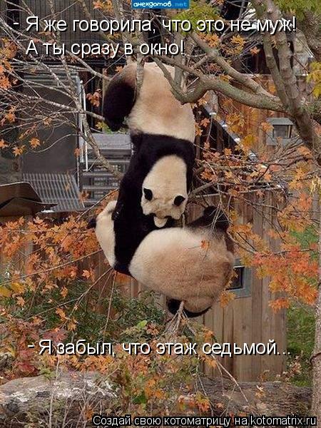 Я же говорила, что это не муж! А ты сразу в окно! Я забыл, что этаж седьмой... - -... Котоматрица: Я же говорила, что это не муж! А ты сразу в окно! Я забыл, что этаж седьмой... - -
